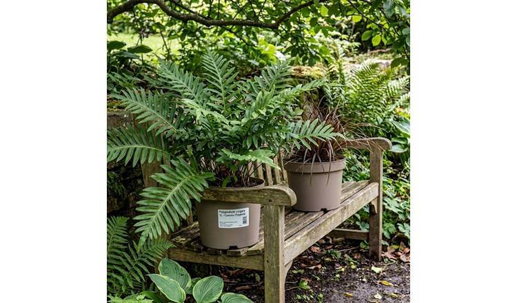 Accelopack Polypody Green Fern Plant - Pack of 3