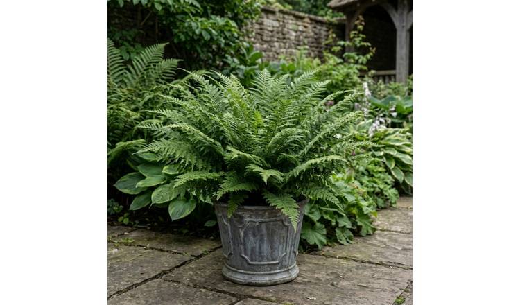 Accelopack Densum Green Shield Fern Plant - Pack of 3