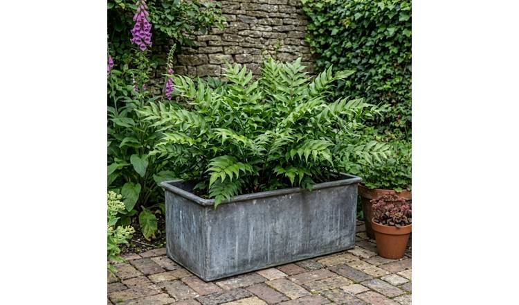 Accelopack Holly Fern Green Plant - Pack of 3