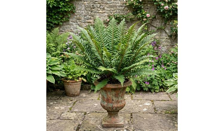 Accelopack Shield Fern Green Plant - Set of 3