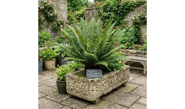 Accelopack Male Fern Green Plant - Pack of 3