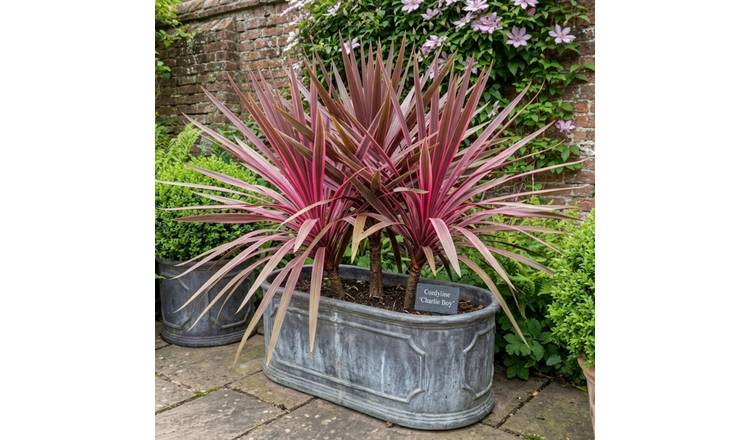 Accelopack Charlie Boy Pink Cordyline Plant - Pack of 3