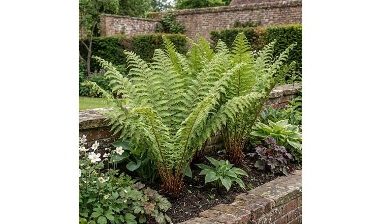 Accelopack Scaly Male Fern Green Perennial Plant - Pack of 3