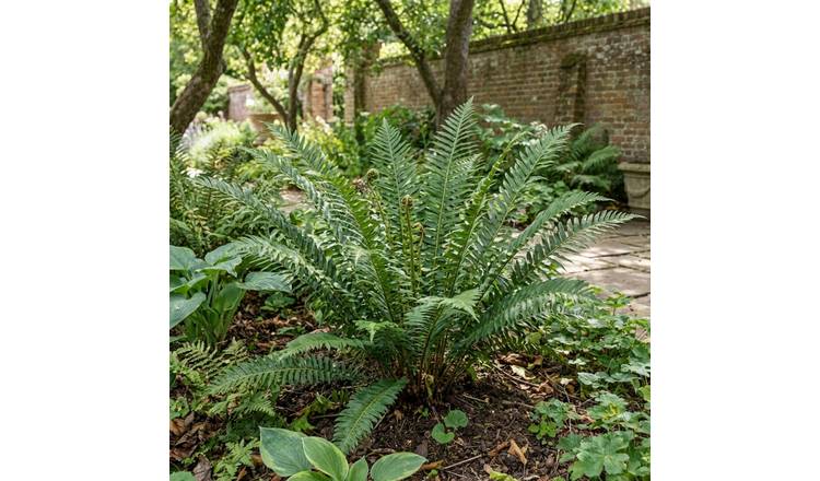 Accelopack Brauns Holly Fern Perennial Plant - Pack of 3