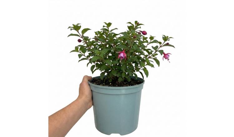 Accelopack Patio Princess 60cm Multicolour Fuchsia Plant