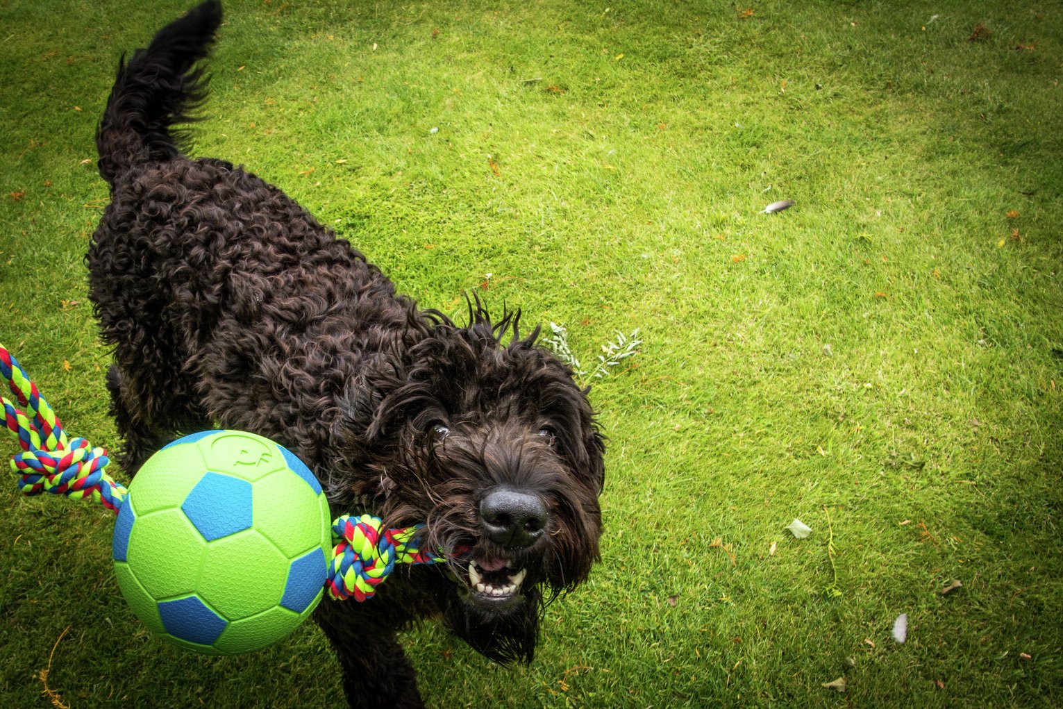 argos toys balls