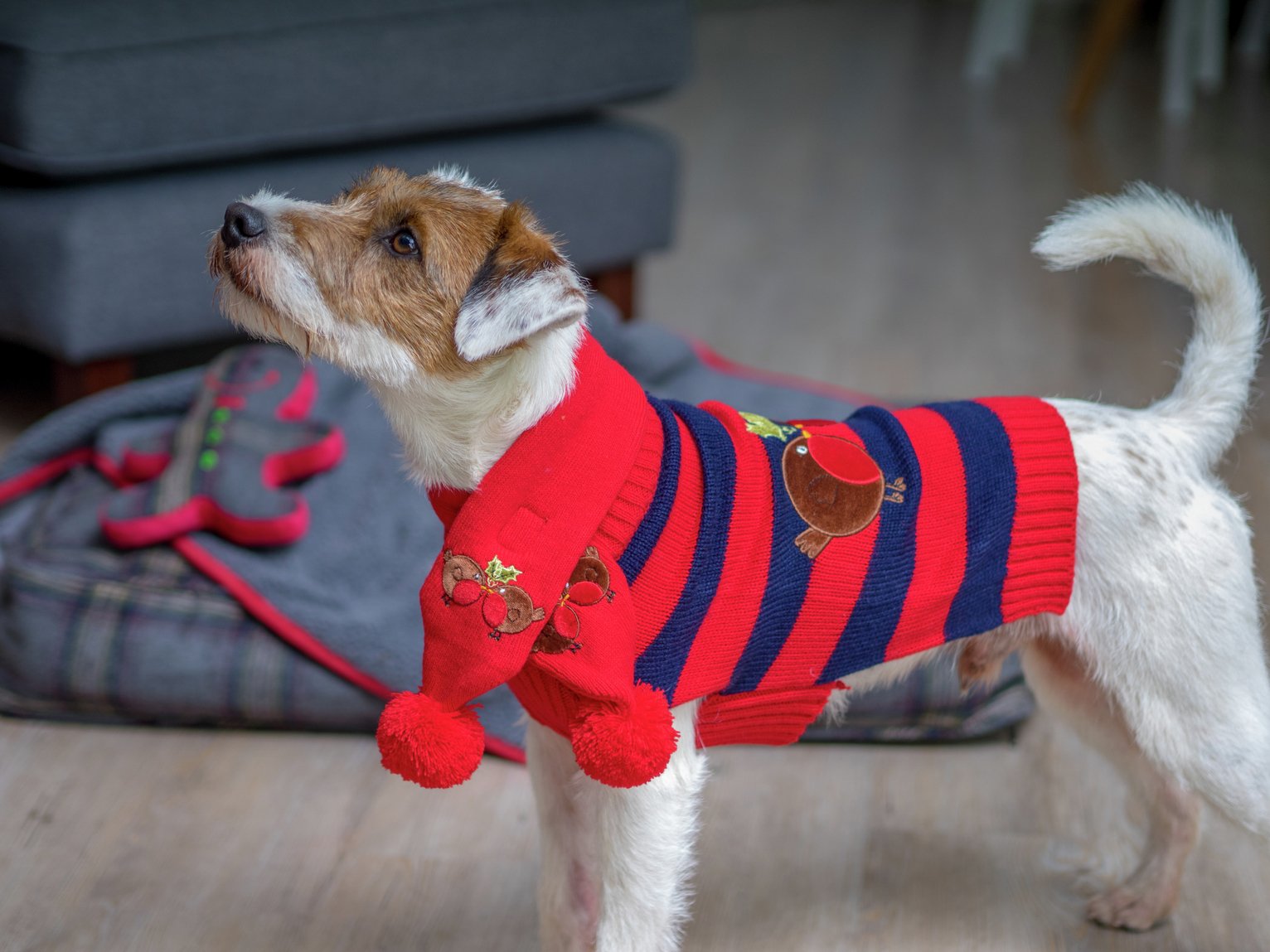 Petface Robin Jumper and Dog Scarf Combination