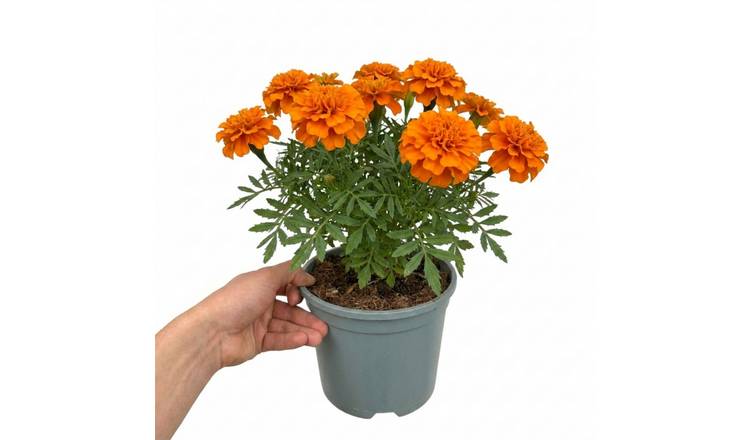 Accelopack Durango Tangerine 40cm Orange Marigold Plant