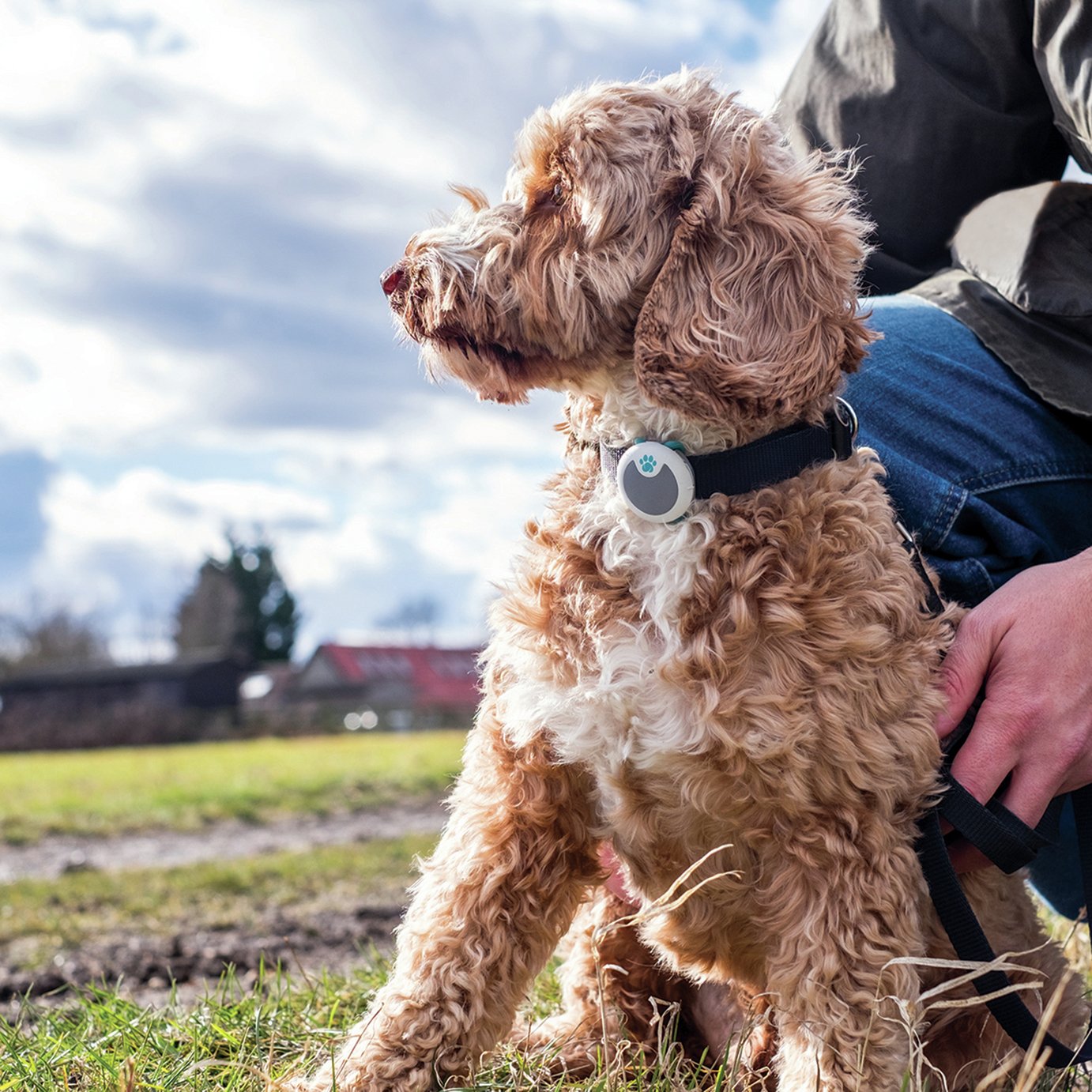 Sureflap Animo Activity Tracker Review