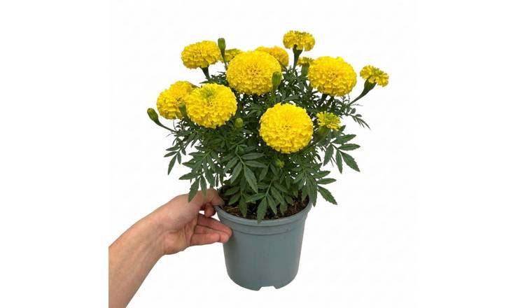 Accelopack Taishan 40cm Yellow African Marigold Plant