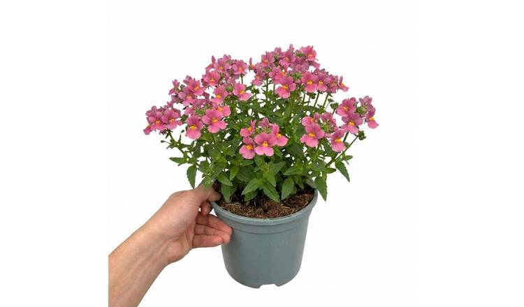Accelopack Nuvo Rose Improved 40cm Pink Nemesia Plant