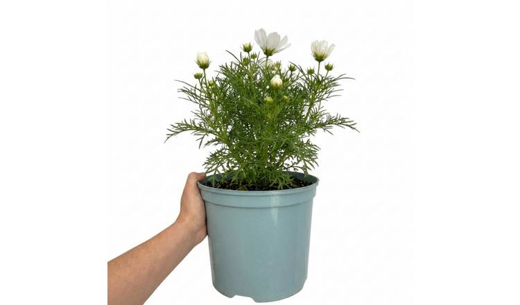 Accelopack Apollo 60cm White Cosmos Plant