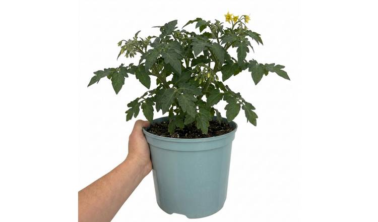 Accelopack Veranda 60cm Red Tomato Plant