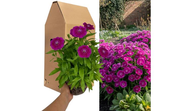 Accelopack Dart 40cm Purple Dianthus Plant