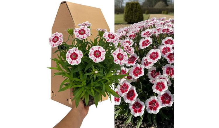 Accelopack Dart 40cm Red and White Dianthus Plant