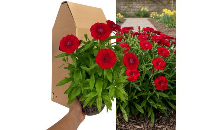 Accelopack Dart 40cm Scarlet Dianthus Plant