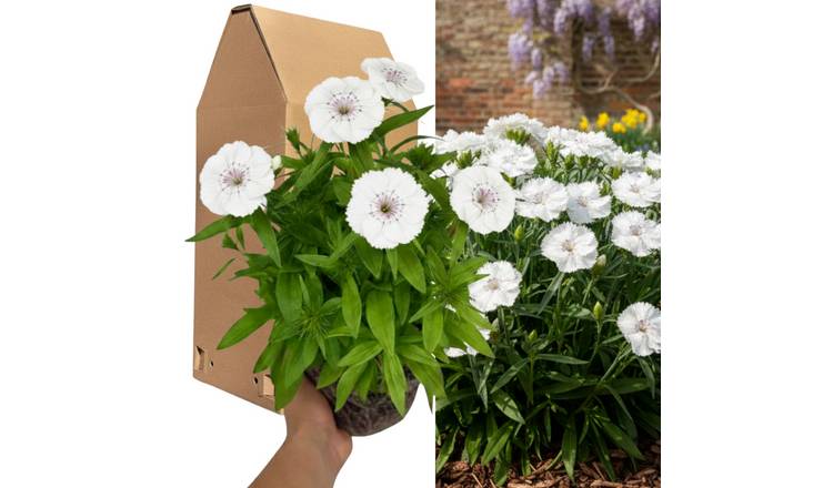 Accelopack Dart 40cm White Dianthus Plant