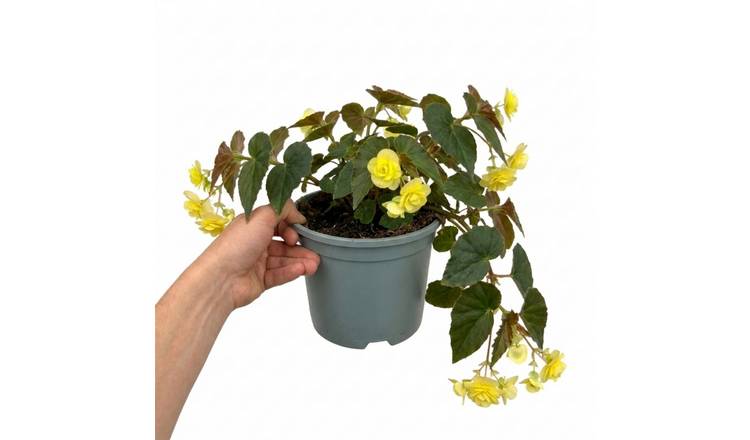 Accelopack Fragrant Falls 40cm Yellow Begonia Plant