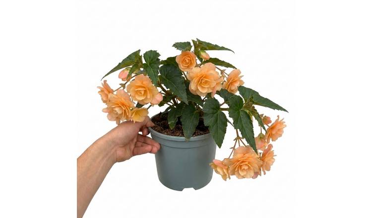 Accelopack Fragrant Falls 40cm Peach Begonia Plant