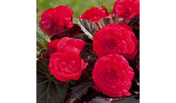 Accelopack Mocca Cherry 40cm Pink Begonia Plant