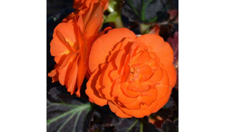 Accelopack Mocca 40cm Orange Begonia Plant