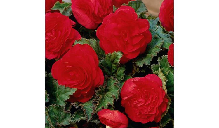 Accelopack Mocca 40cm Red Begonia Plant