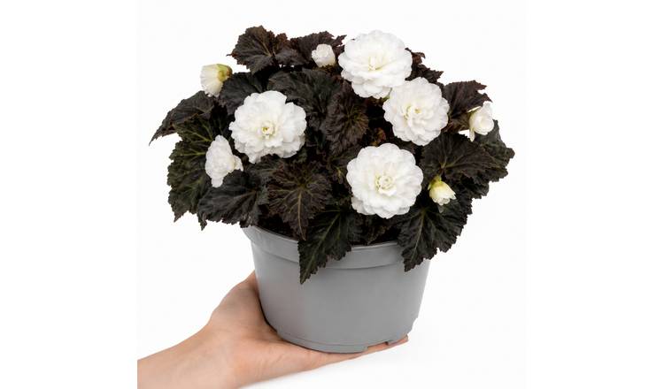 Accelopack Mocca 40cm White Begonia Plant