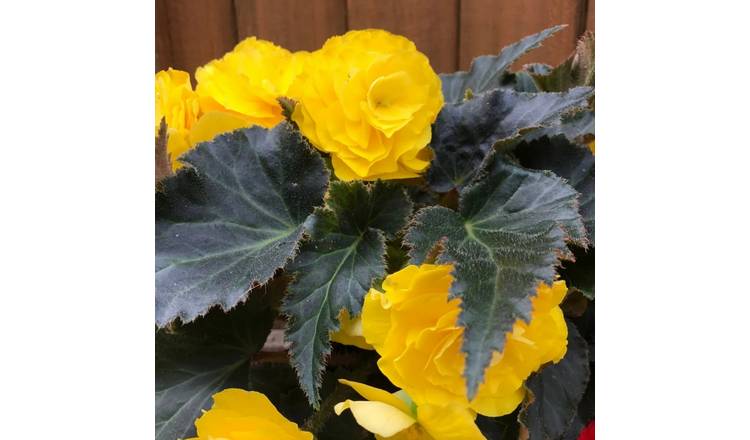 Accelopack Mocca 40cm Yellow Begonia Plant