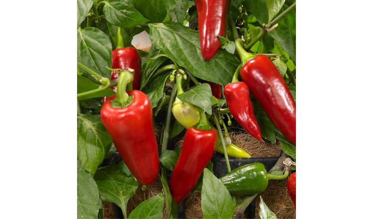 Accelopack Spicy Jane 60cm Red Chilli Pepper Plant