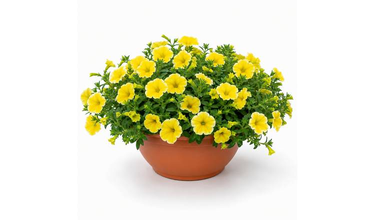 Accelopack Bee's Knees 30cm Yellow Petunia Plant