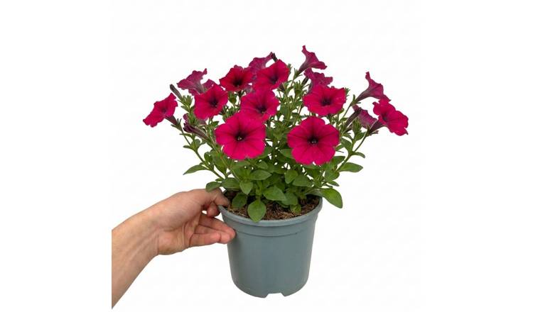 Accelopack Rimarkable Cherry 40cm Red Petunia Plant
