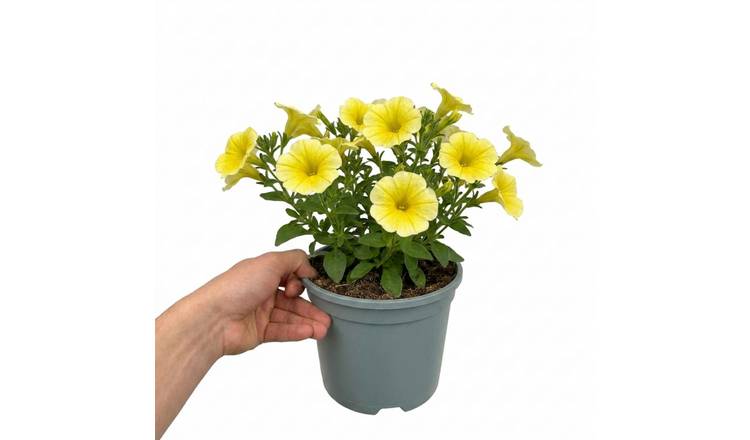 Accelopack Rimarkable 40cm Yellow Petunia Plant