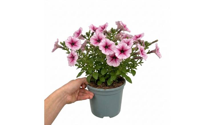 Accelopack Sanguna 40cm Pink Petunia Plant