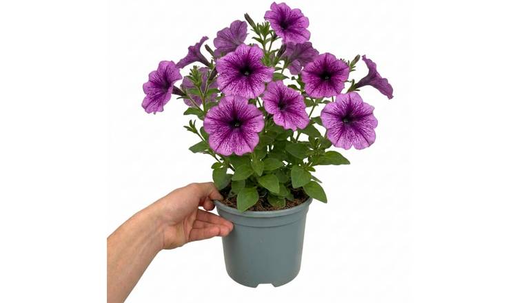 Accelopack Sanguna 40cm Purple Petunia Plant