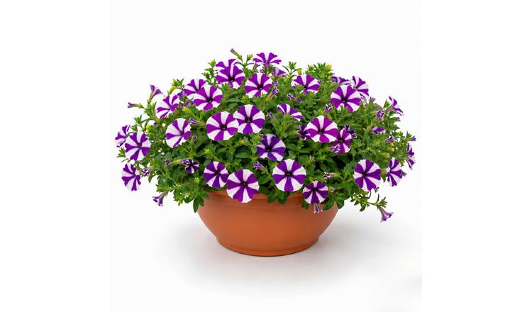 Accelopack Shortcake 30cm Blue Petunia Plant