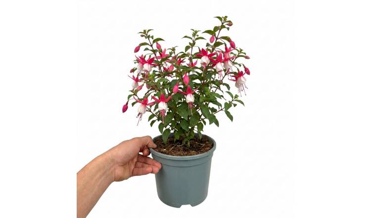 Accelopack Fuchsita 40cm Pink Fuchsia Plant