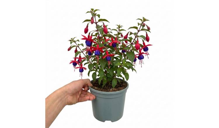 Accelopack Fuchsita 40cm Multicolour Fuchsia Plant