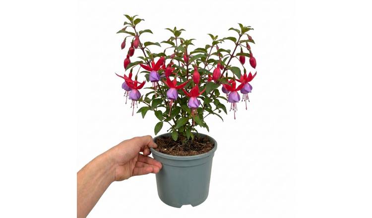 Accelopack Fuchsita 40cm Multicolour Fuchsia Plant