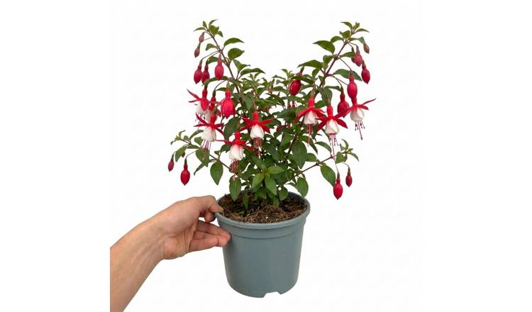 Accelopack Fuchsita 40cm Multicolour Fuchsia Plant