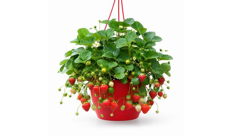 Accelopack 60cm Red Strawberry Plant