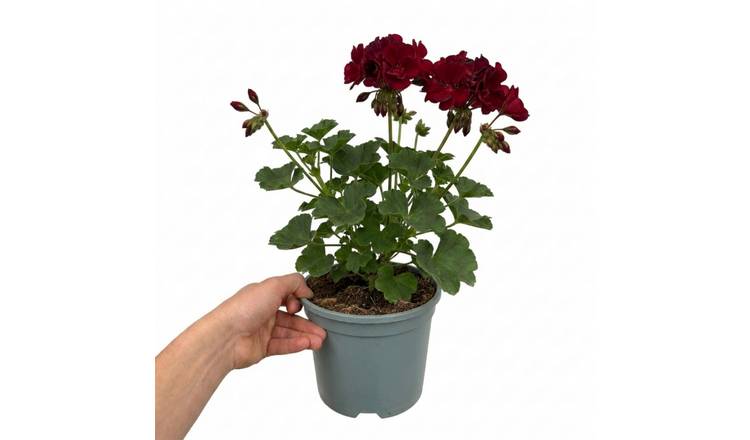 Accelopack Calliope 40cm Dark Red Geranium Plant