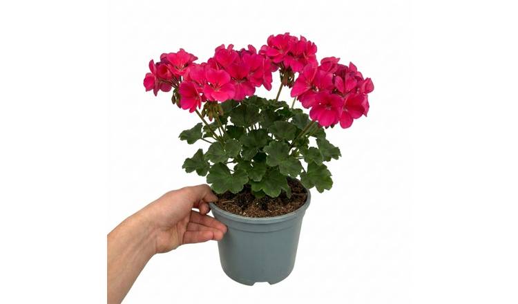 Accelopack Calliope 40cm Pink Geranium Plant