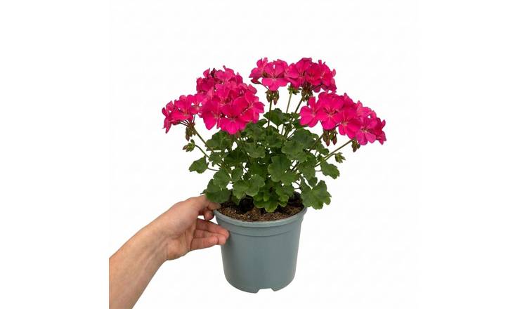 Accelopack Calliope 40cm Pink Geranium Plant