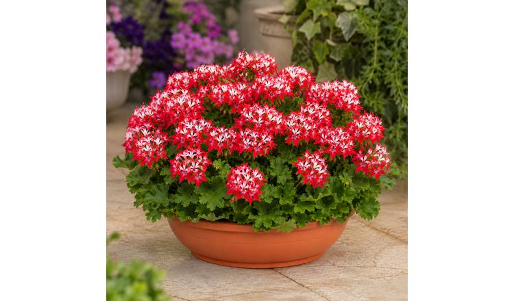 Accelopack Summer Twist 30cm Red Geranium Plant