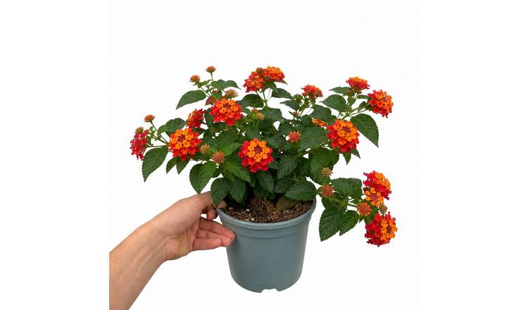 Accelopack Bandolista 40cm Red Lantana Plant