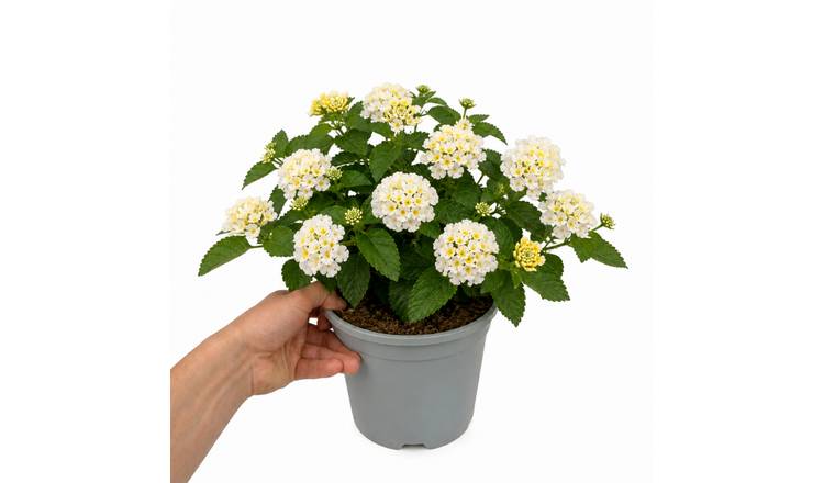Accelopack Bandolista 40cm White Lantana Plant