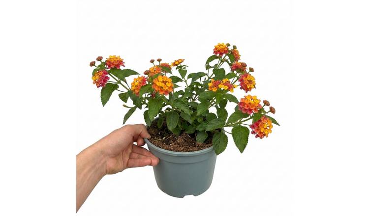 Accelopack Bandolista 40cm Yellow Lantana Plant
