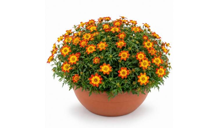 Accelopack Taka Tuka 30cm Orange Bidens Plant