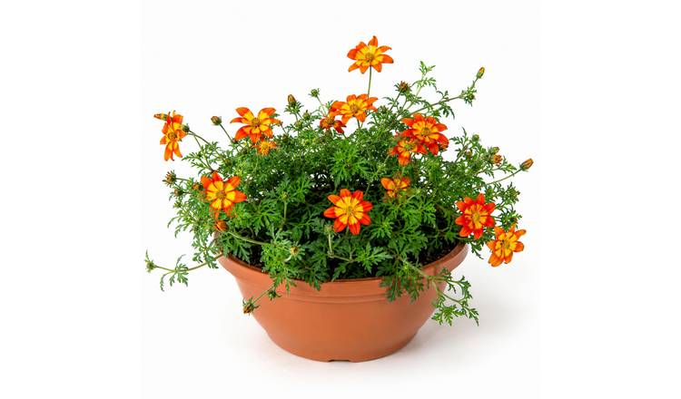Accelopack Taka Tuka 30cm Multicolour Bidens Plant