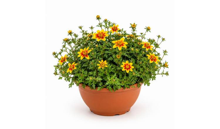Accelopack Taka Tuka 30cm Yellow Bidens Plant